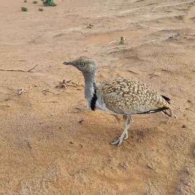 WhatsApp Image 2024-11-30 at 14.15.13 (1)